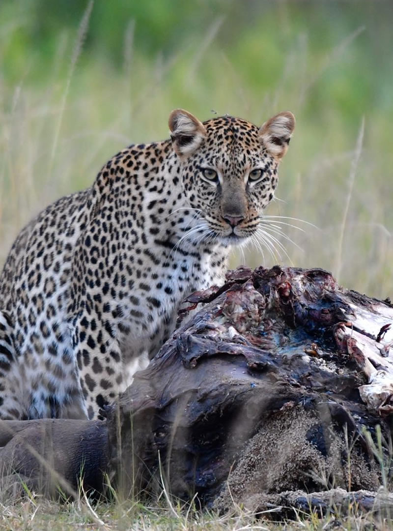 Akagera National Park