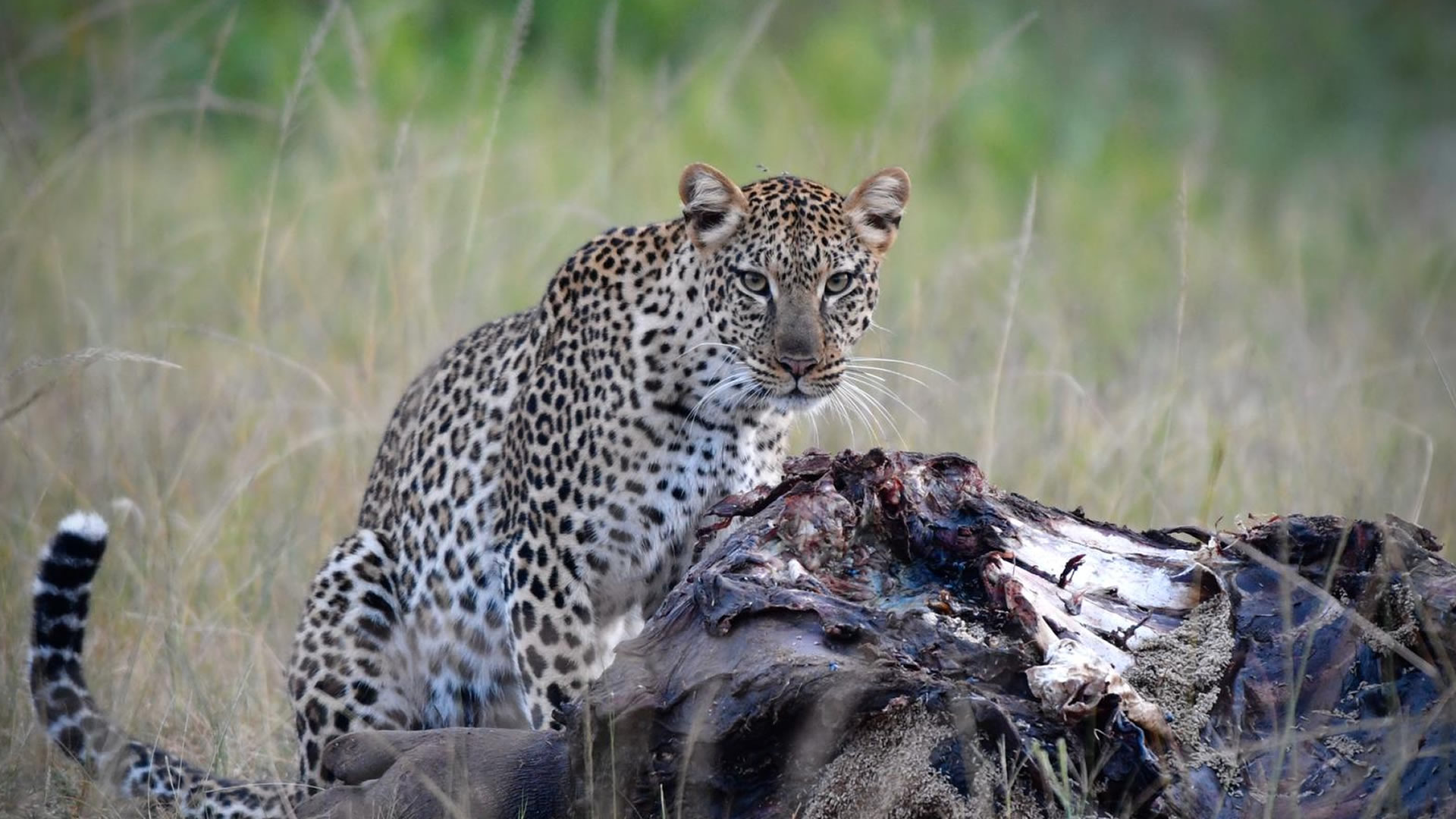 Akagera National Park Akagera National Park