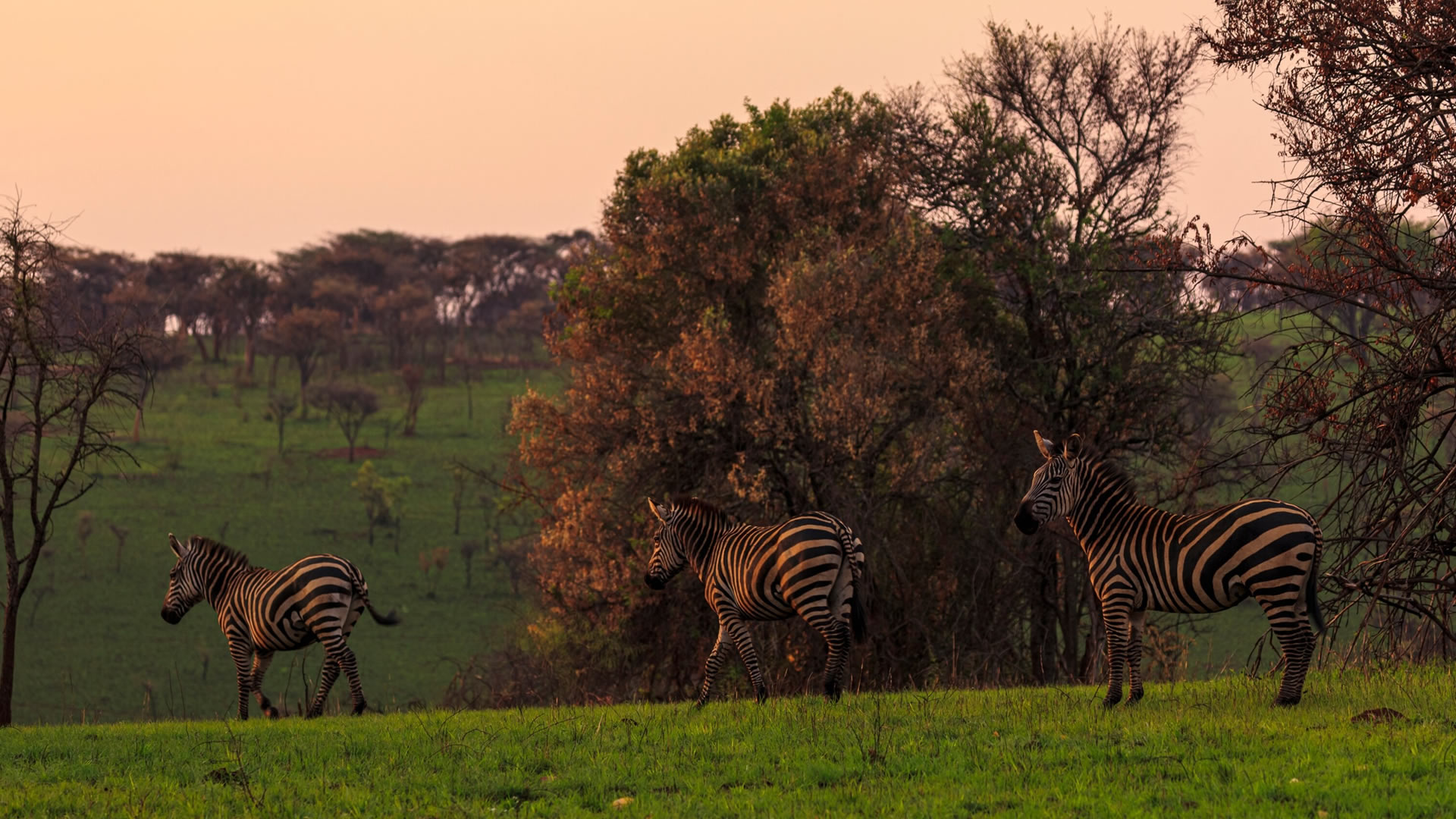 Zebras at the Akagera National Park 