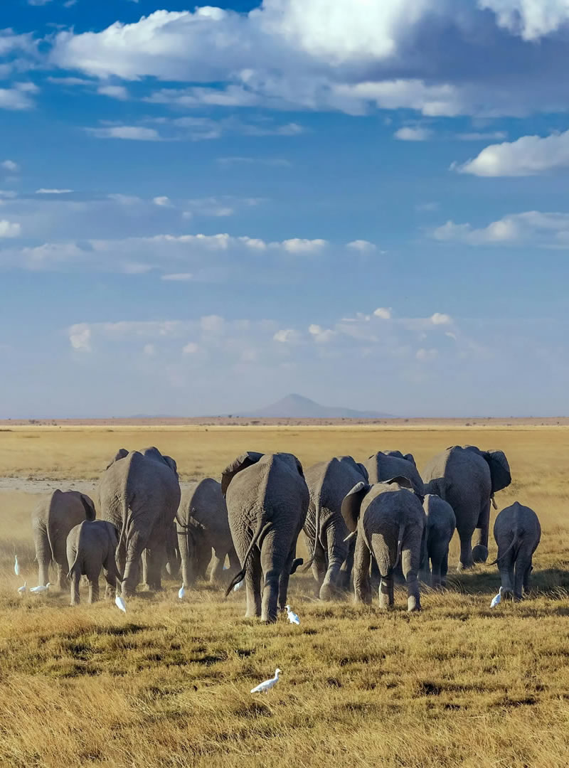 amboseli national park