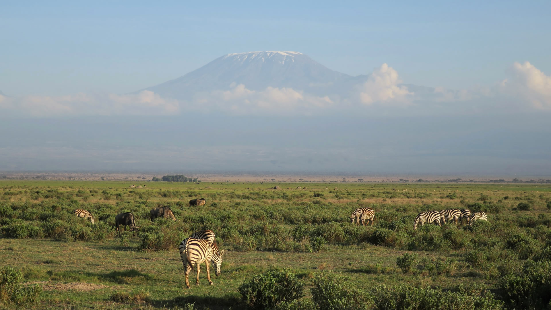 Zebras & Wildebeest at the Amboseli National Park 