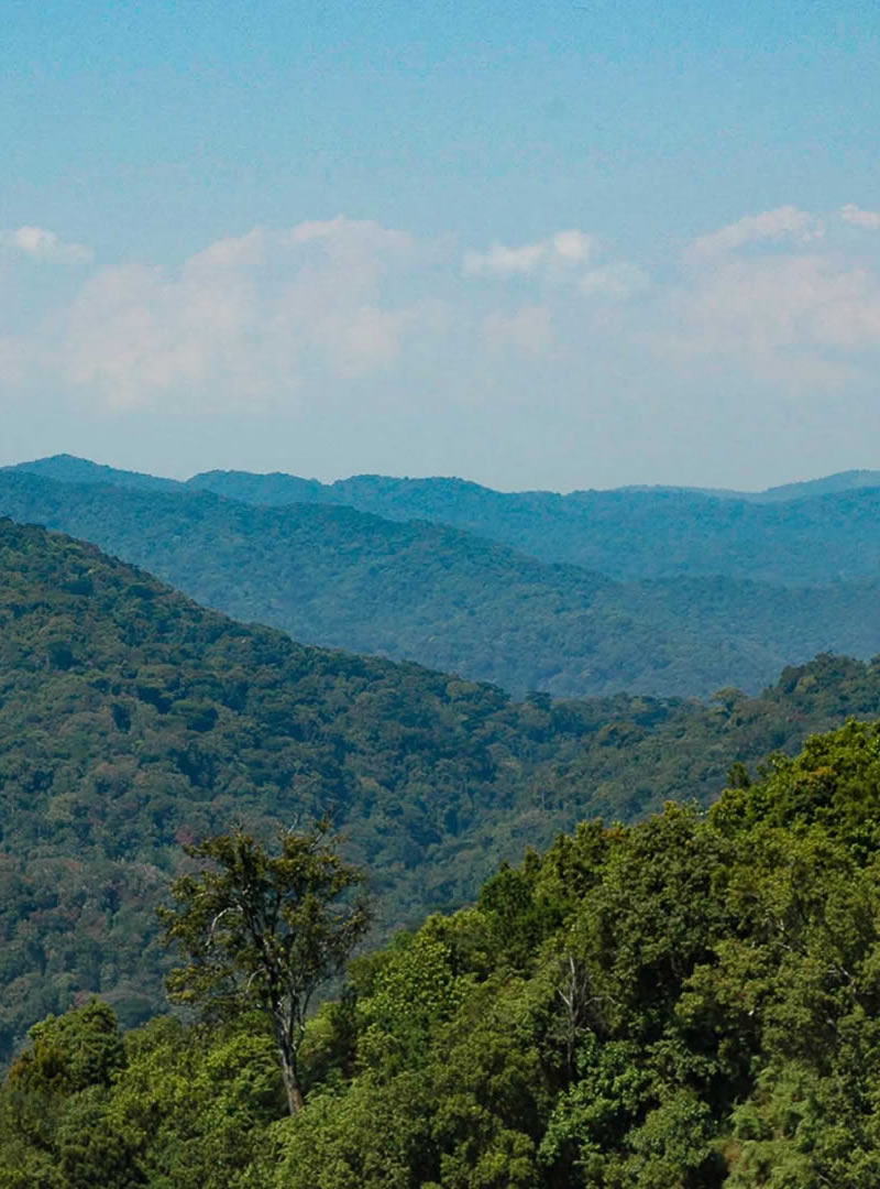 Bwindi Impenetrable National Park