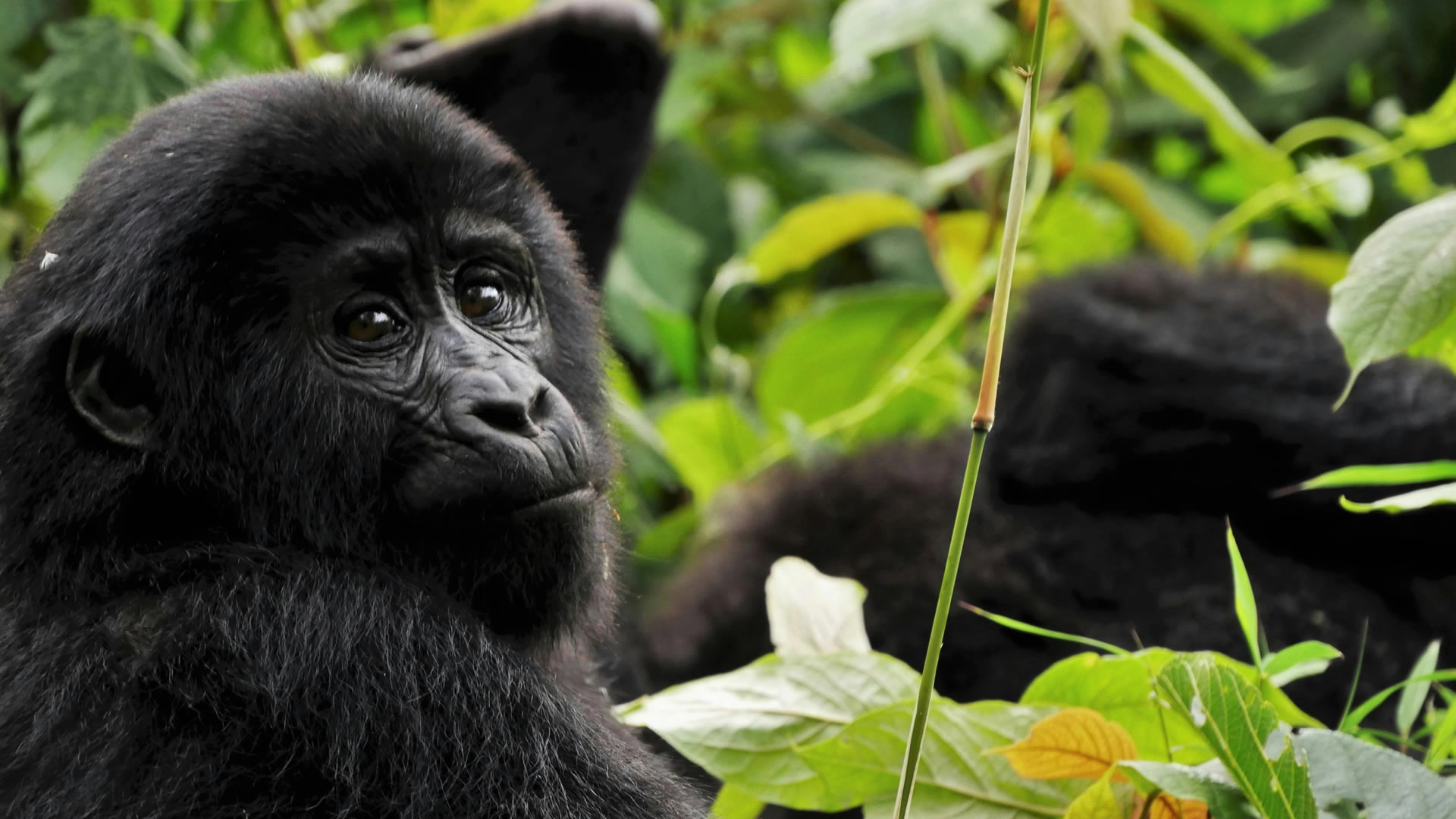 Gorillas at the Bwindi Impenetrable National Park
