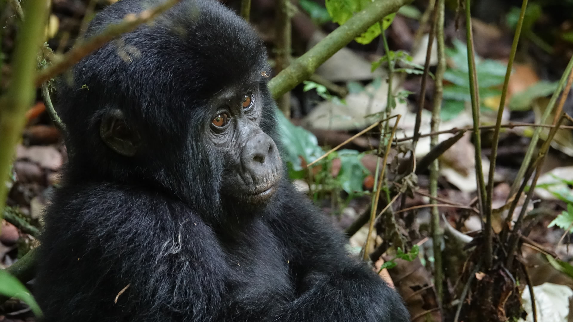 Baby Gorilla at the Bwindi Impenetrable National Park 