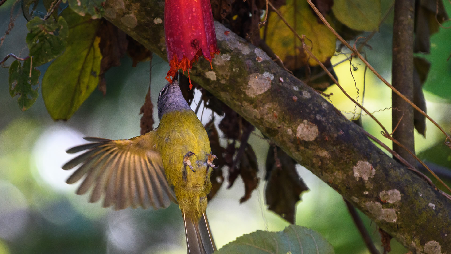 Birding at the Gishwati Mukura National Park 