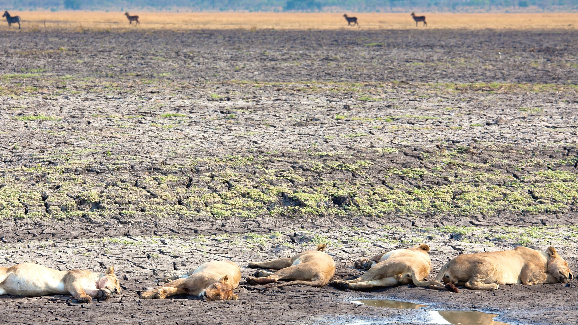 Lions at the Katavi National Park 