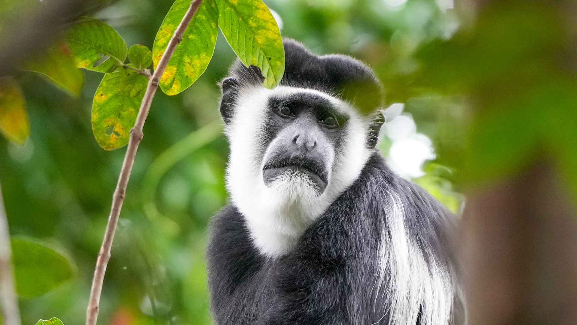 White Colubus Monkey at the Kibale National Park
