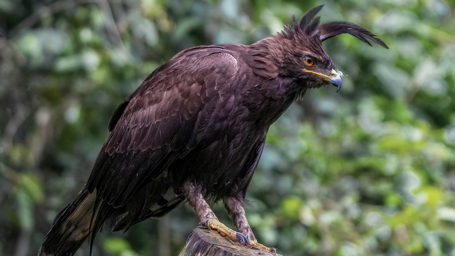 Long Crested Eagle at the Kibale National Park 