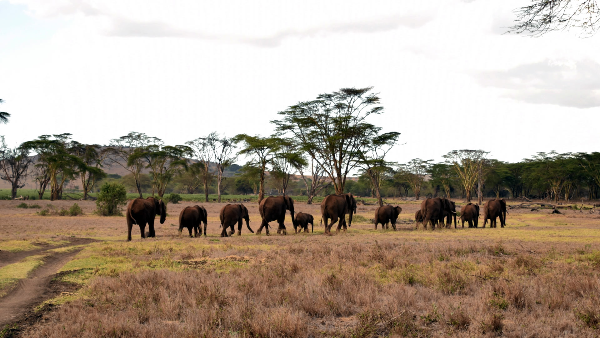 Herd of elephants at the Lewa Conservancy 