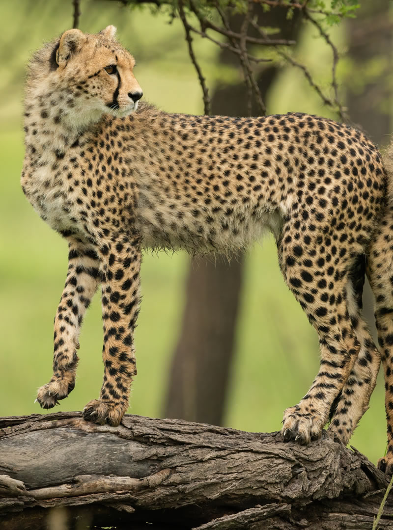 Maasai Mara Game Reserve