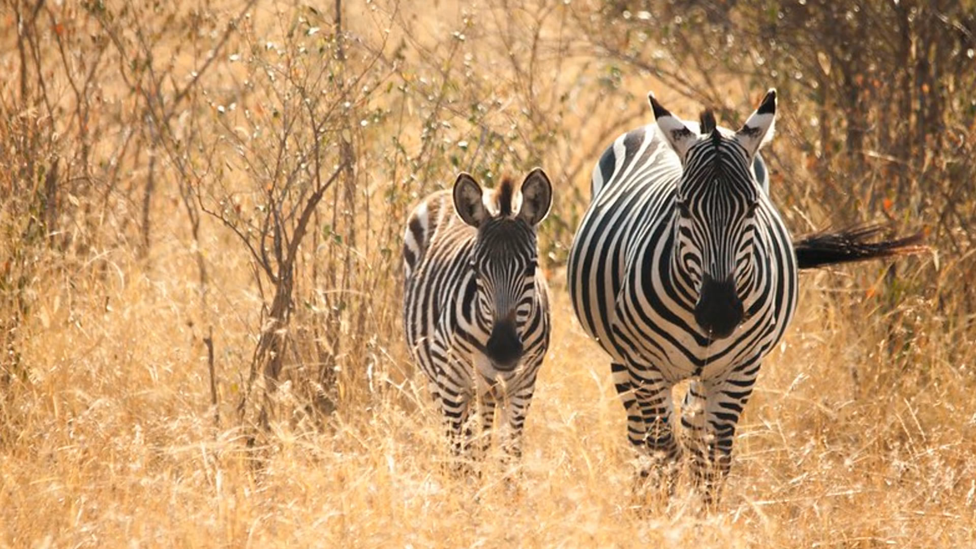 Zebras at the Maasai mara Game Reserve