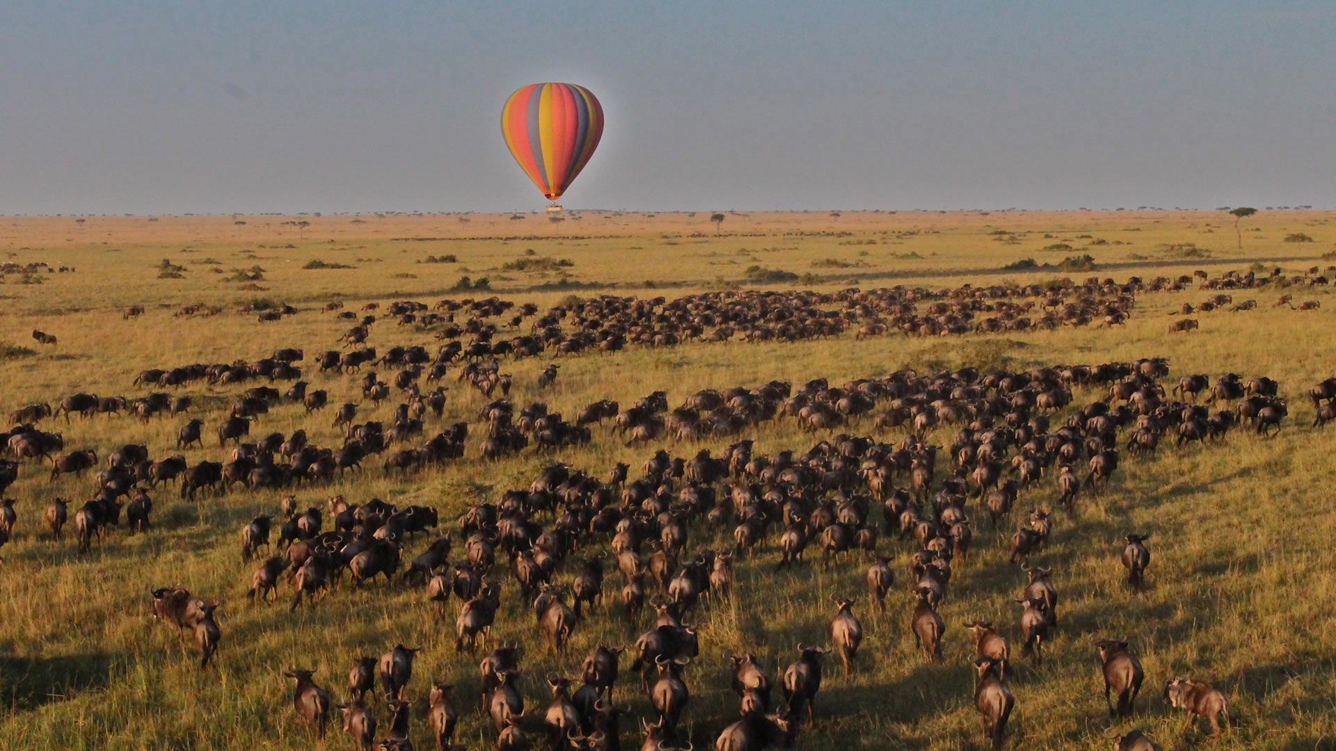 Wildebeest Migration at the Maasai Mara Game Reserve