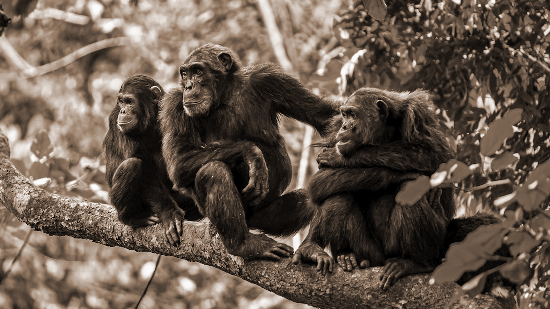 Mahale Mountains National Park
