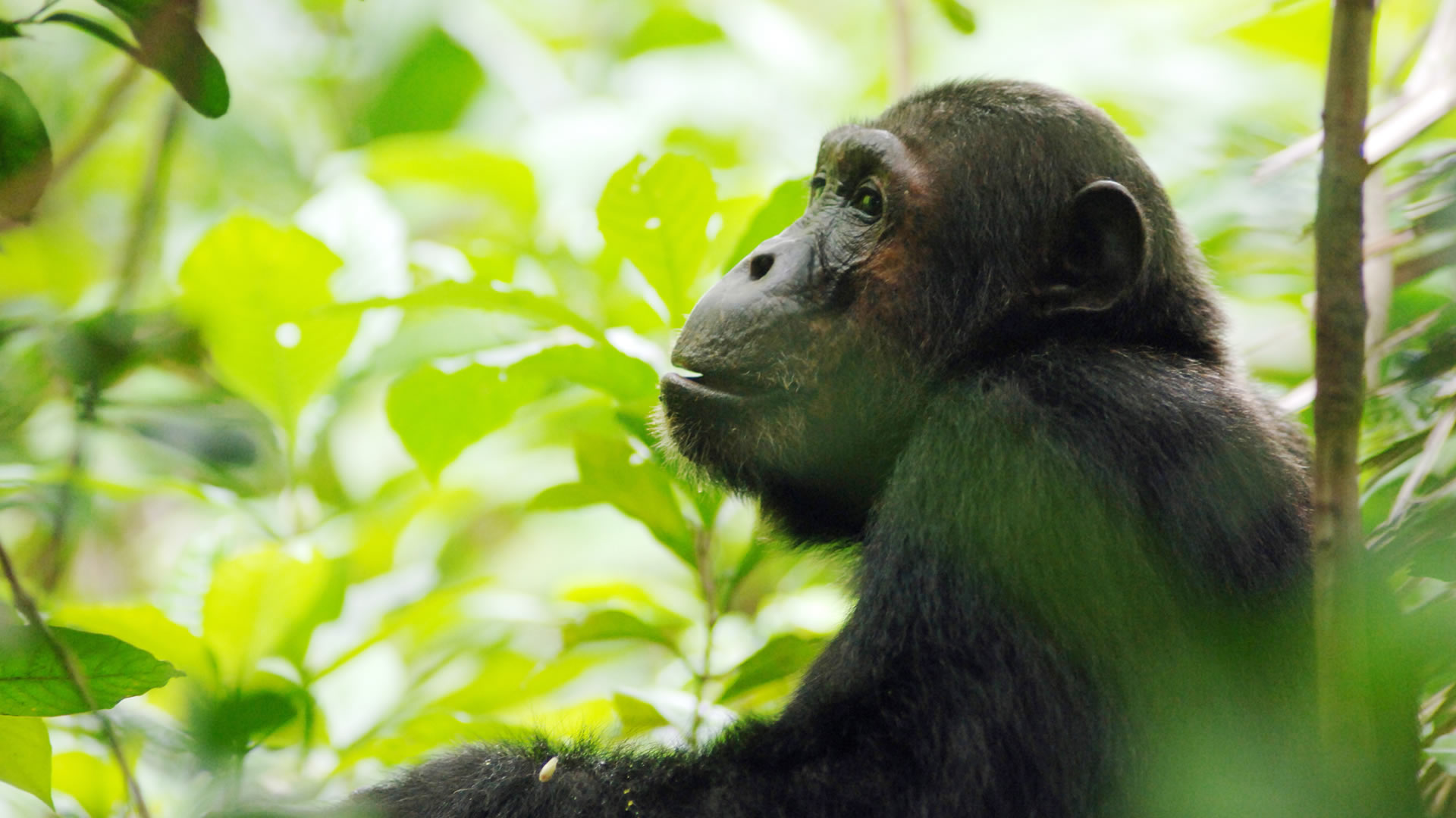 Chimp at the Mahale Mountains National Park