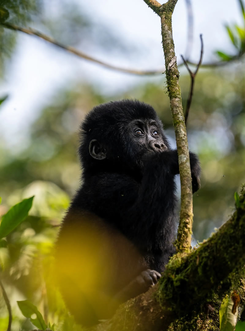 Mgahinga Gorilla National Park