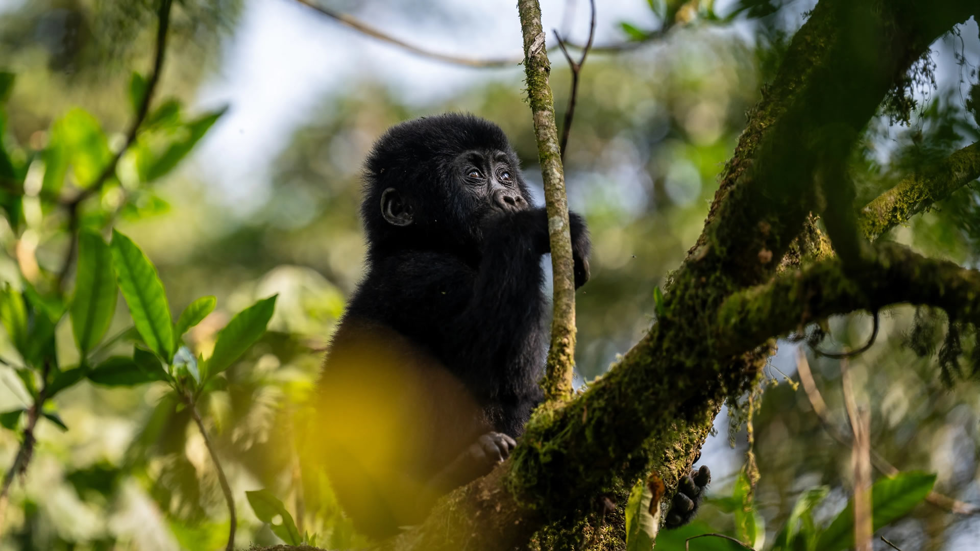 Mgahinga Gorilla National Park