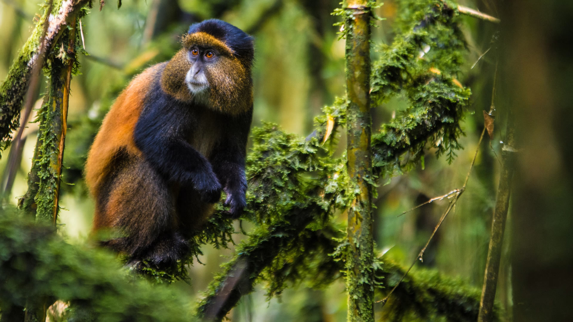 Golden Monkey at the Mgahinga Gorilla National Park