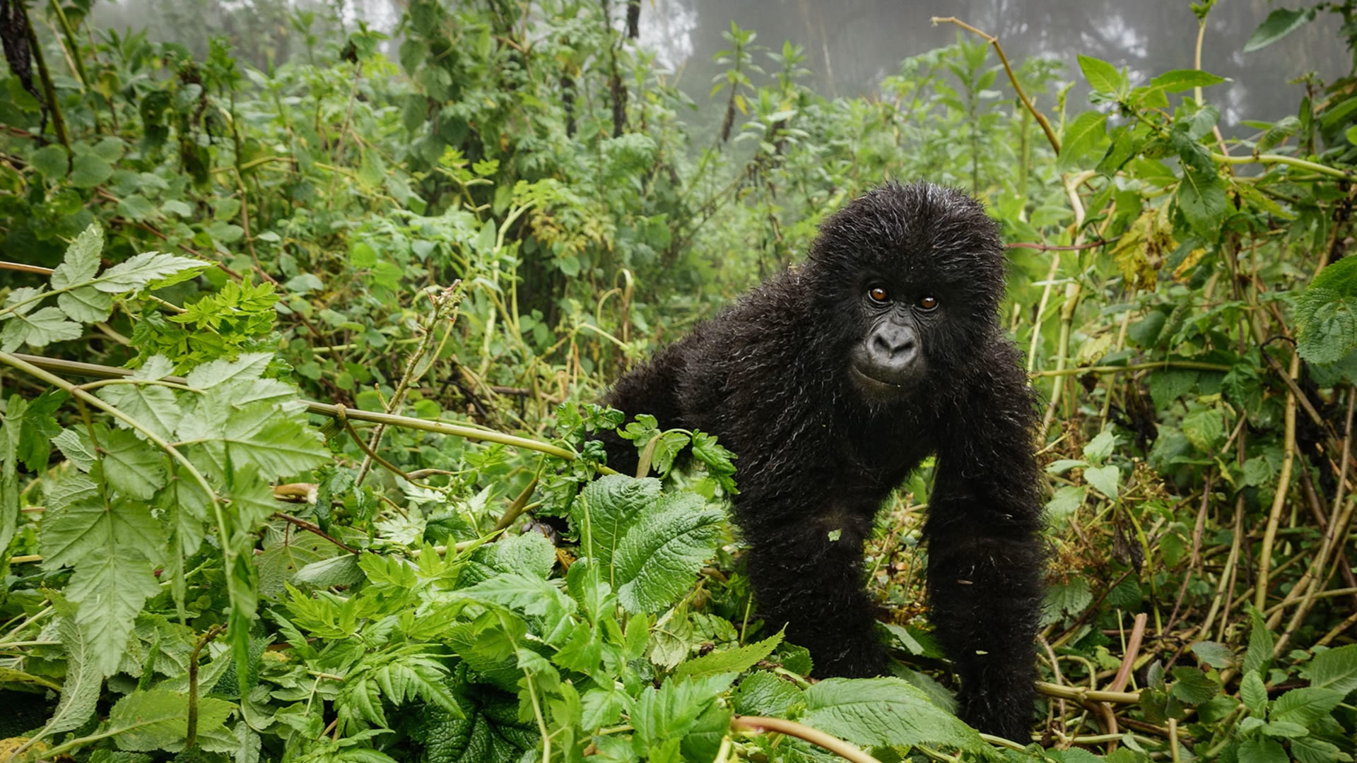 Young Gorilla at the Mgahinga Gorilla National Park 