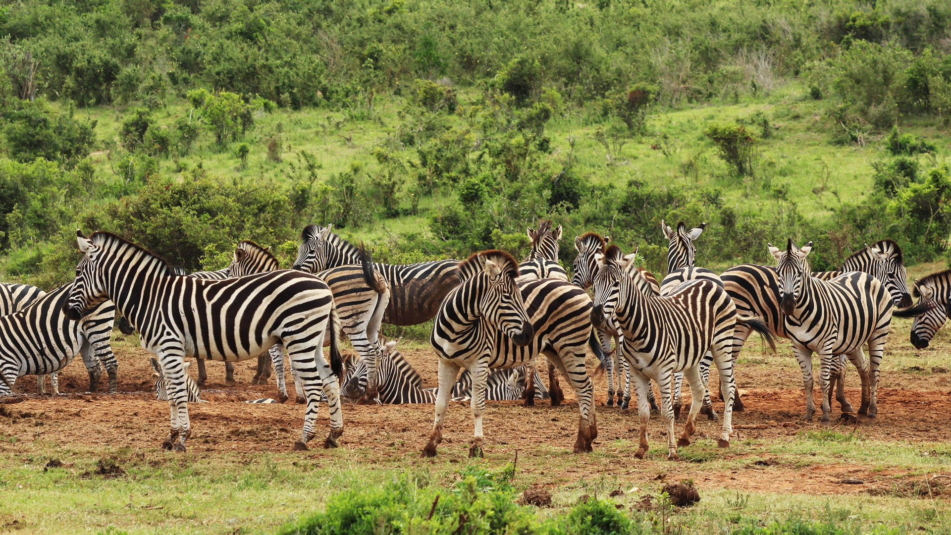 Zebras at the Mikumi National Park 