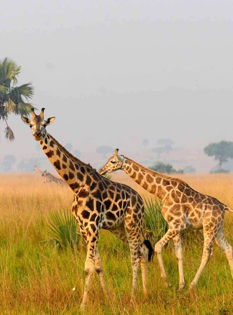 Murchison Falls National Park