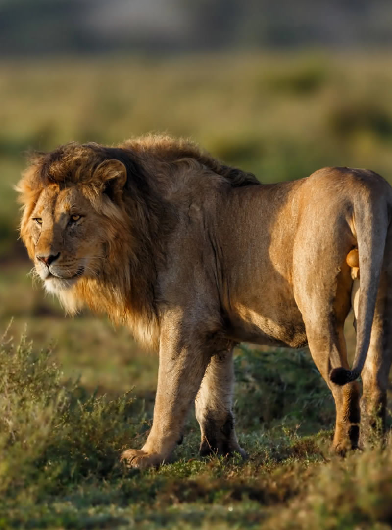 Ngorongoro Conservation Area