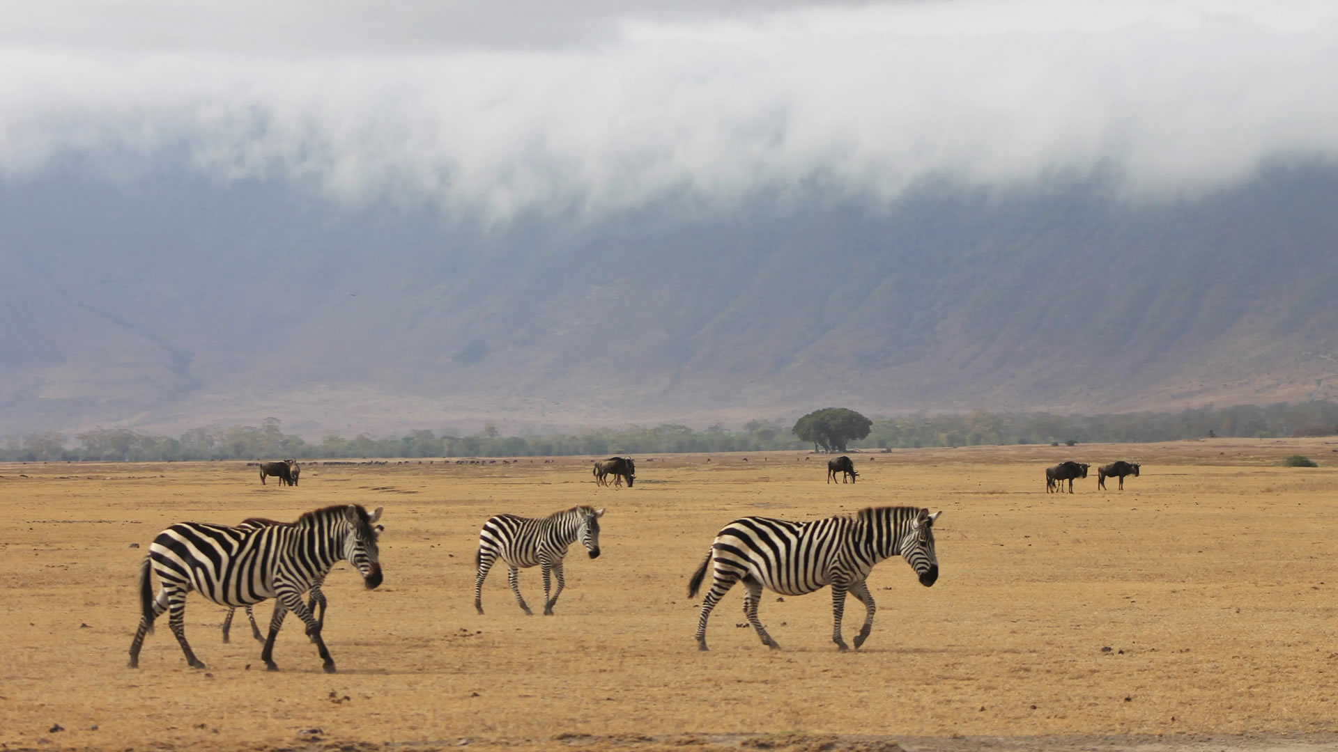 Zebras at the Ngorongoro Conservation Area