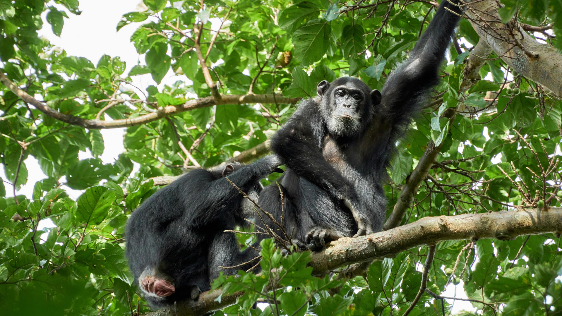 Chimpanzees at the Nyungwe Forest National Park