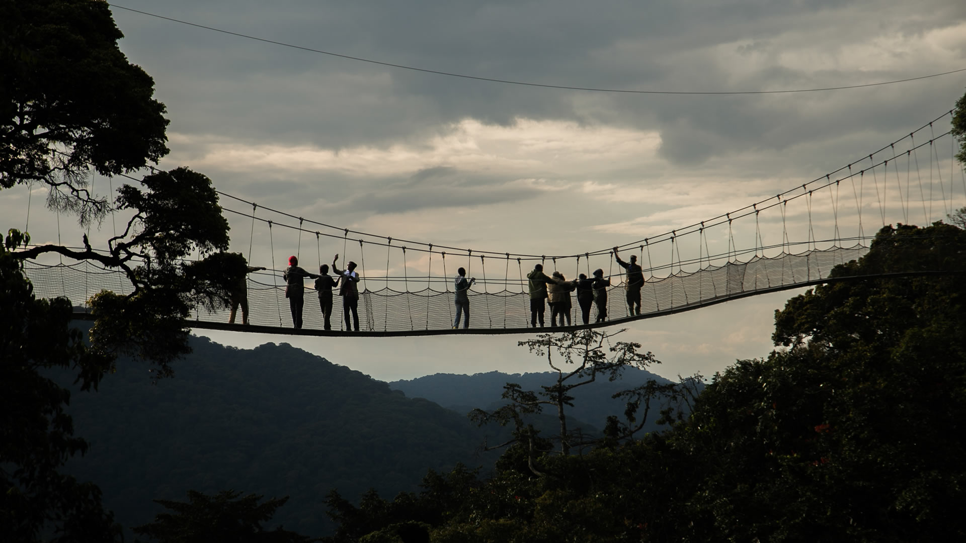 Canopy Walk at the Nyungwe Forest National Park 