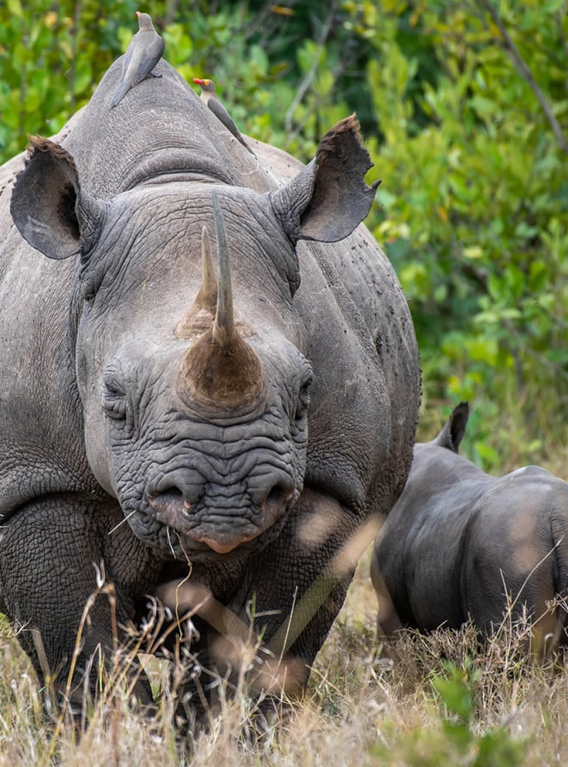 Ol Pejeta Conservancy