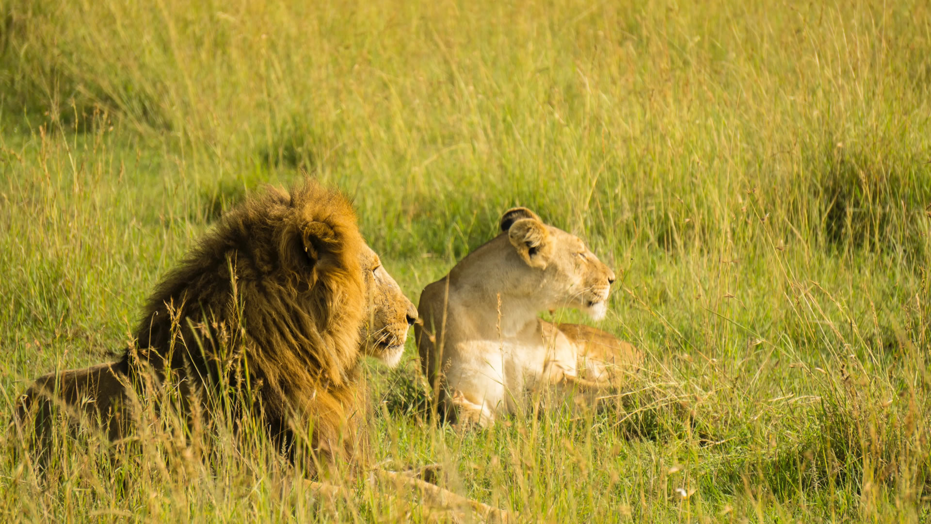 Lions at the Queen Elizabeth National Park
