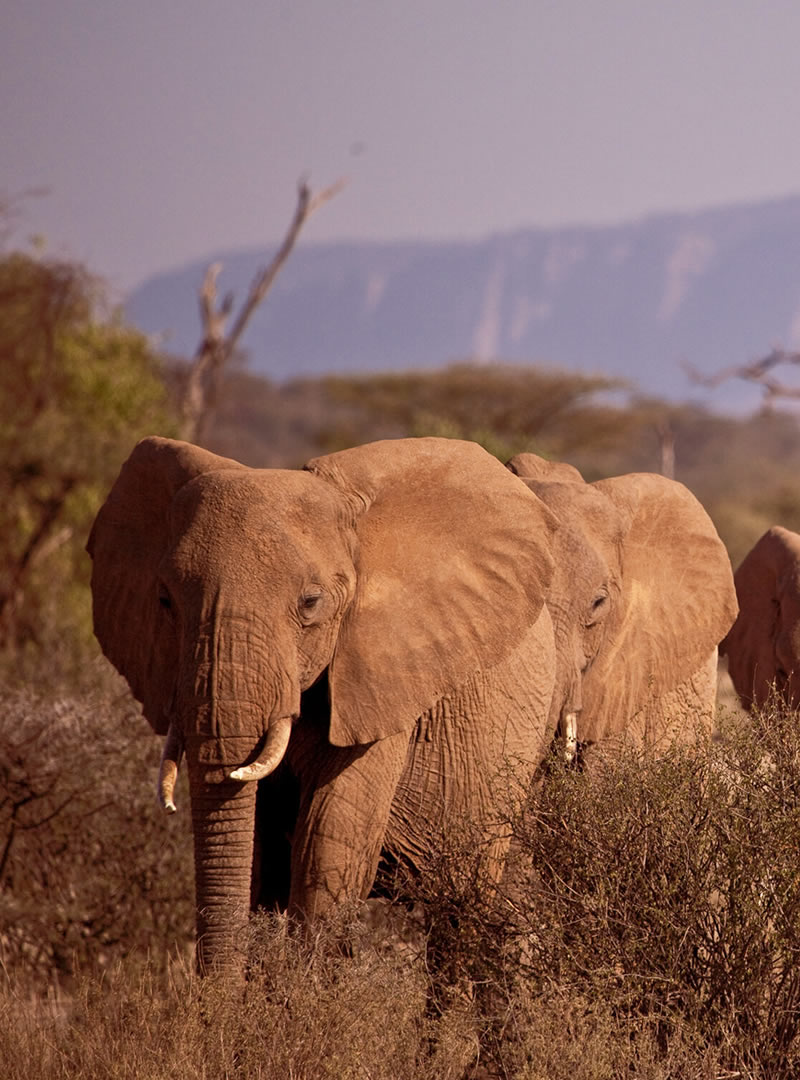 Samburu Game Reserve