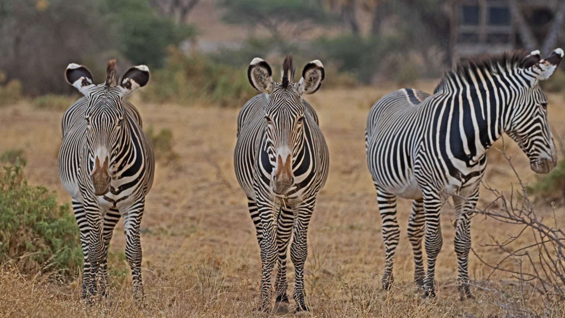 Grevy Zebras at the Samburu Game Reserve