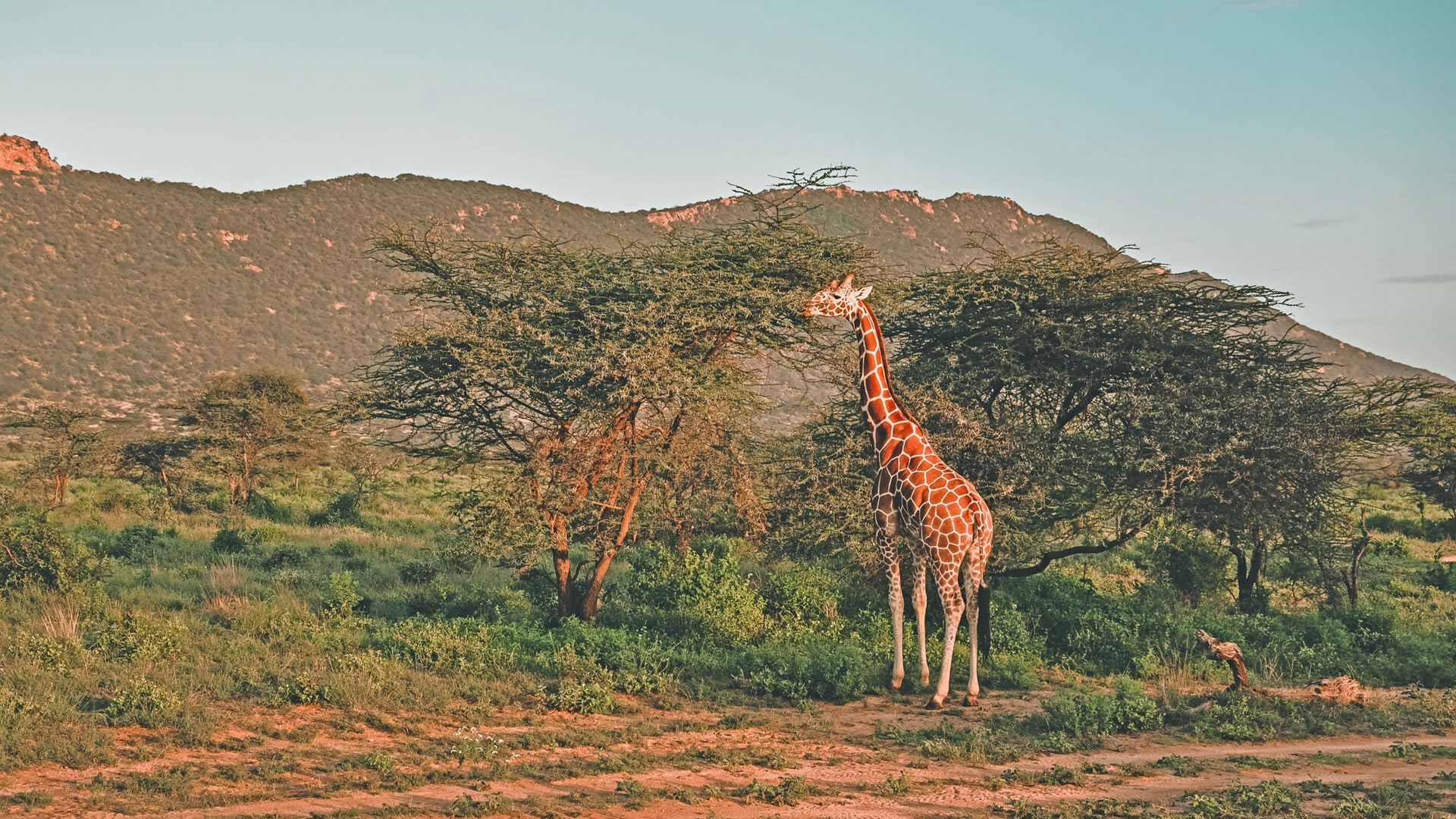 Reticulated Giraffe at the Samburu Game Reserve 