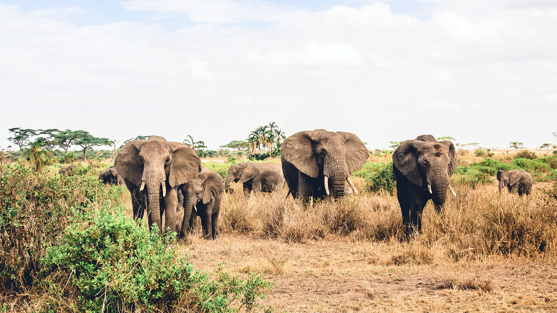 Elephants at the Serengeti National Park