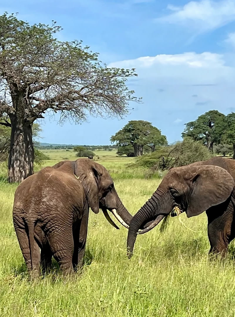 Tarangire National Park