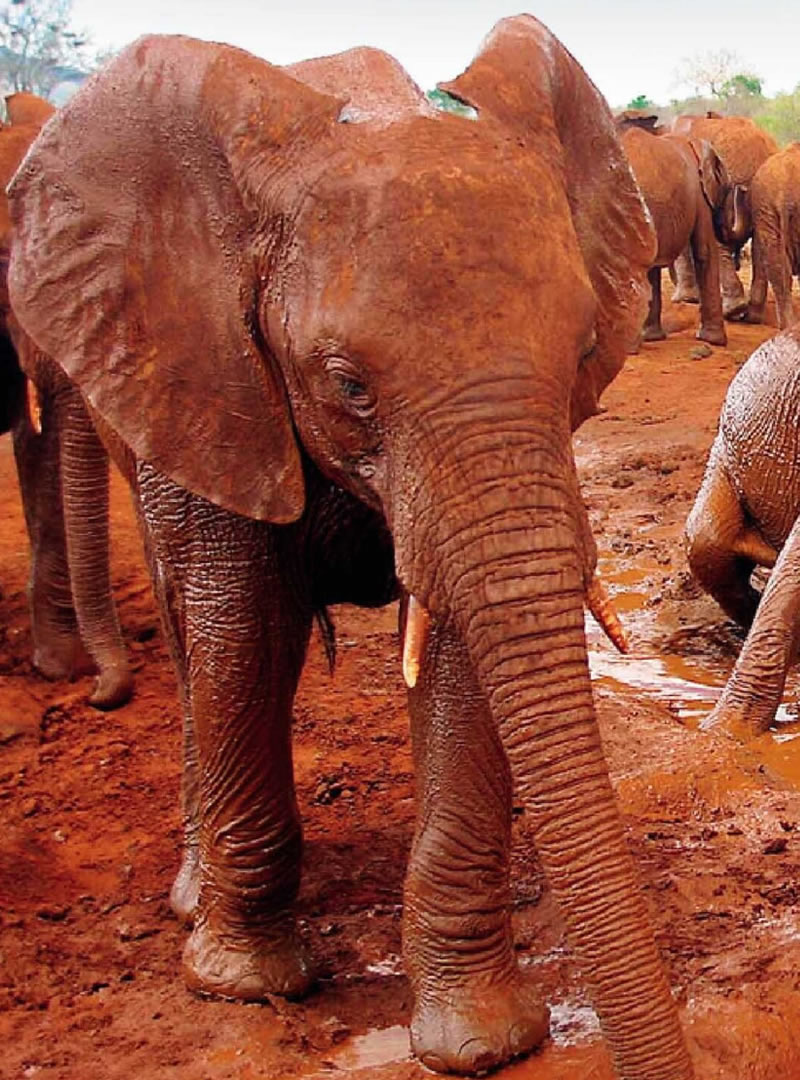 Tsavo East National Park