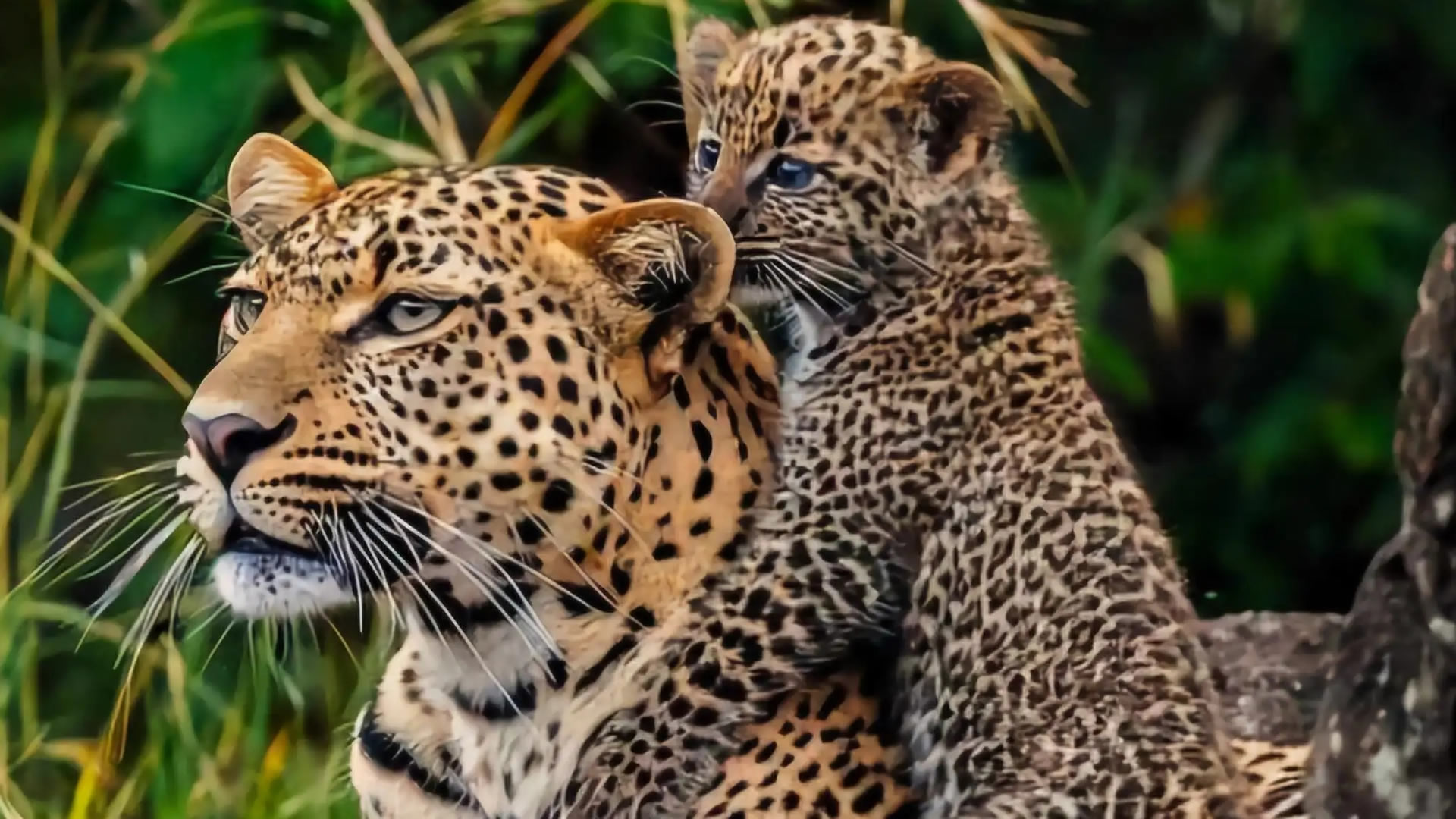 Tsavo West National Park