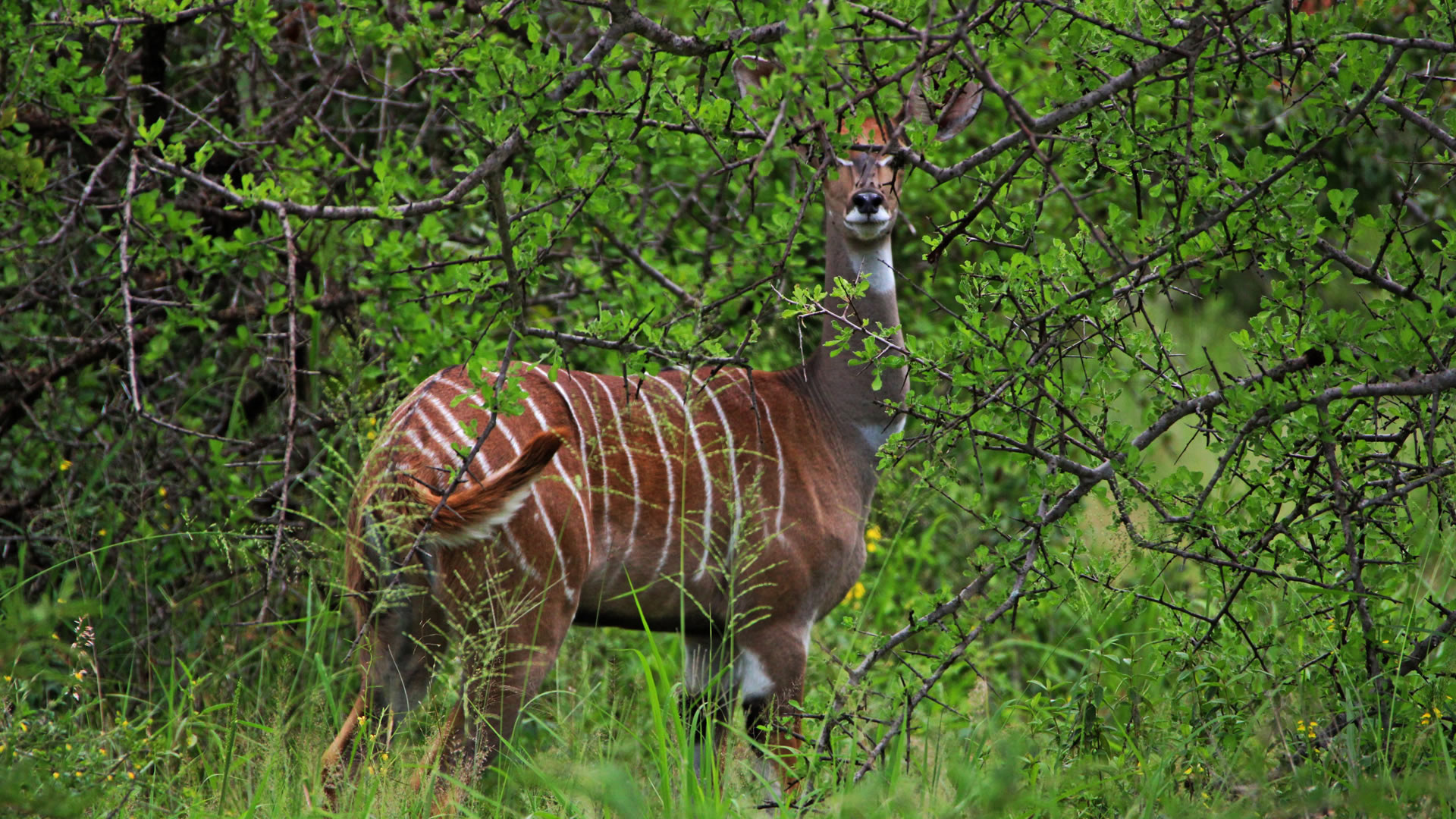 Lesser Kudu at the Tsavo West National Park