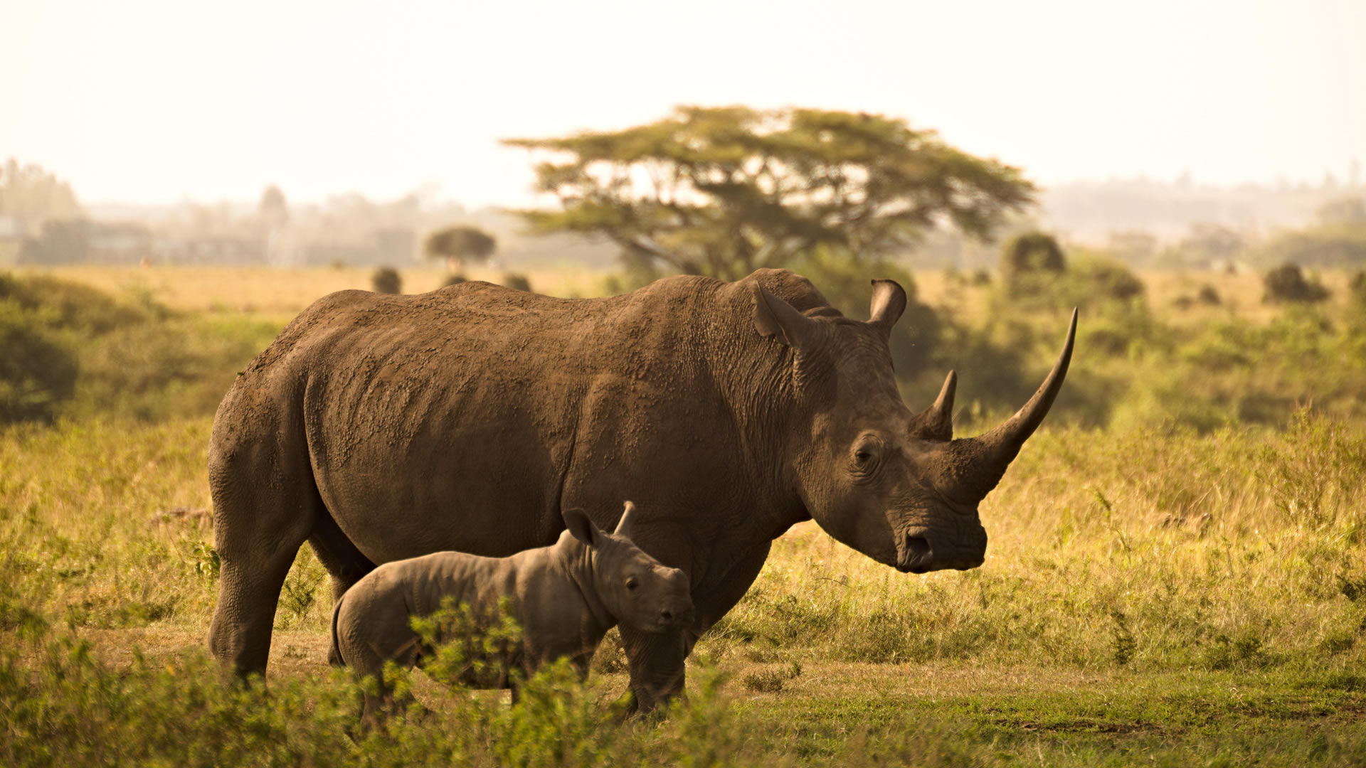 Rhinos at the Tsavo West National Park 
