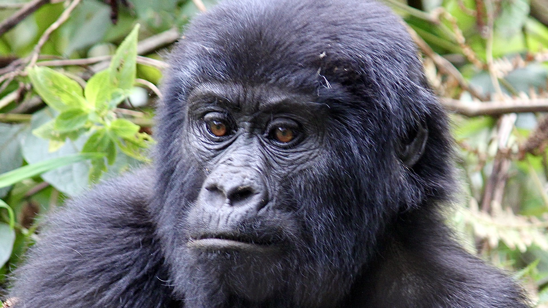 Volcanoes National Park