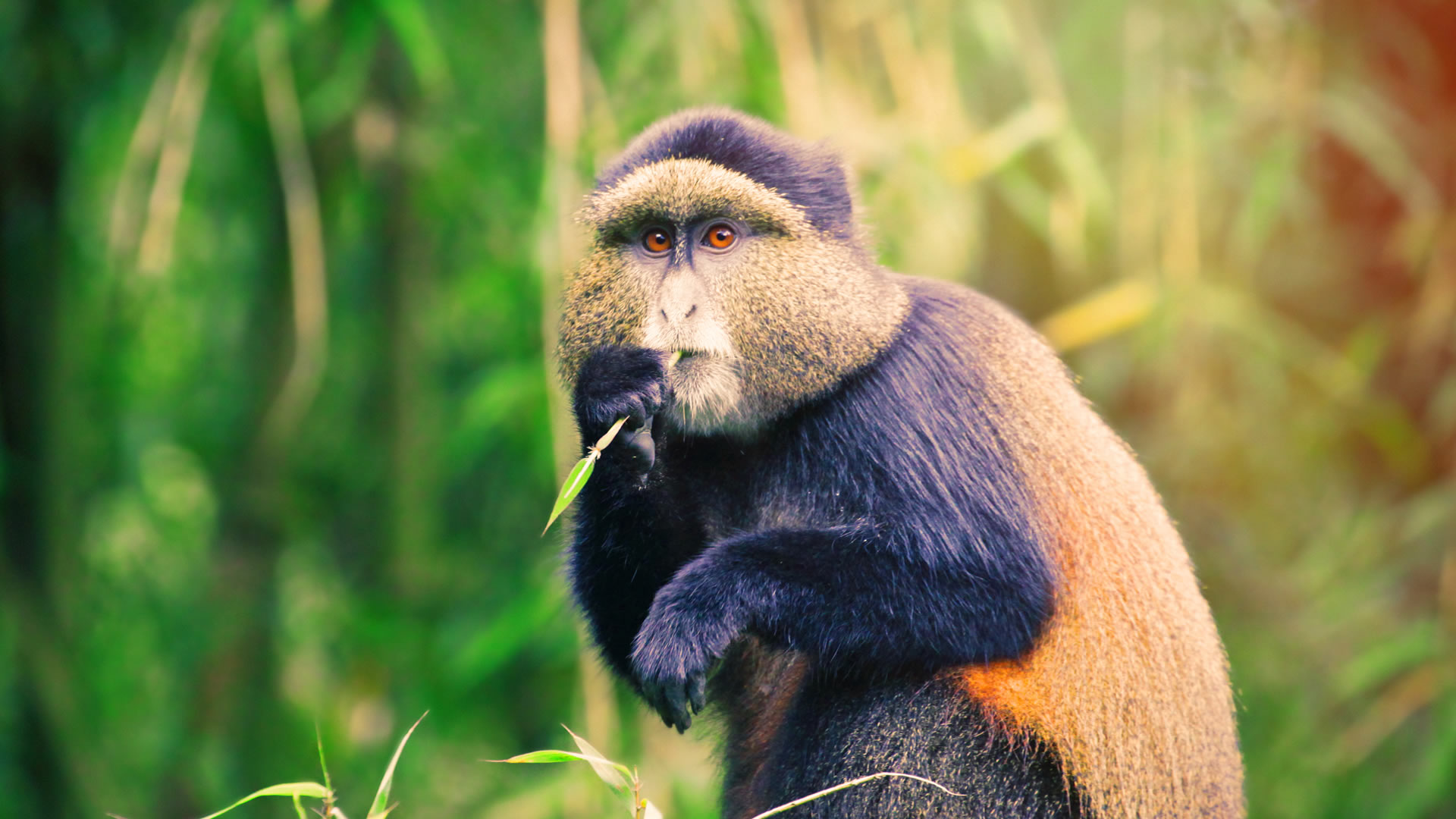 Golden Monkey at the Volcanoes National Park