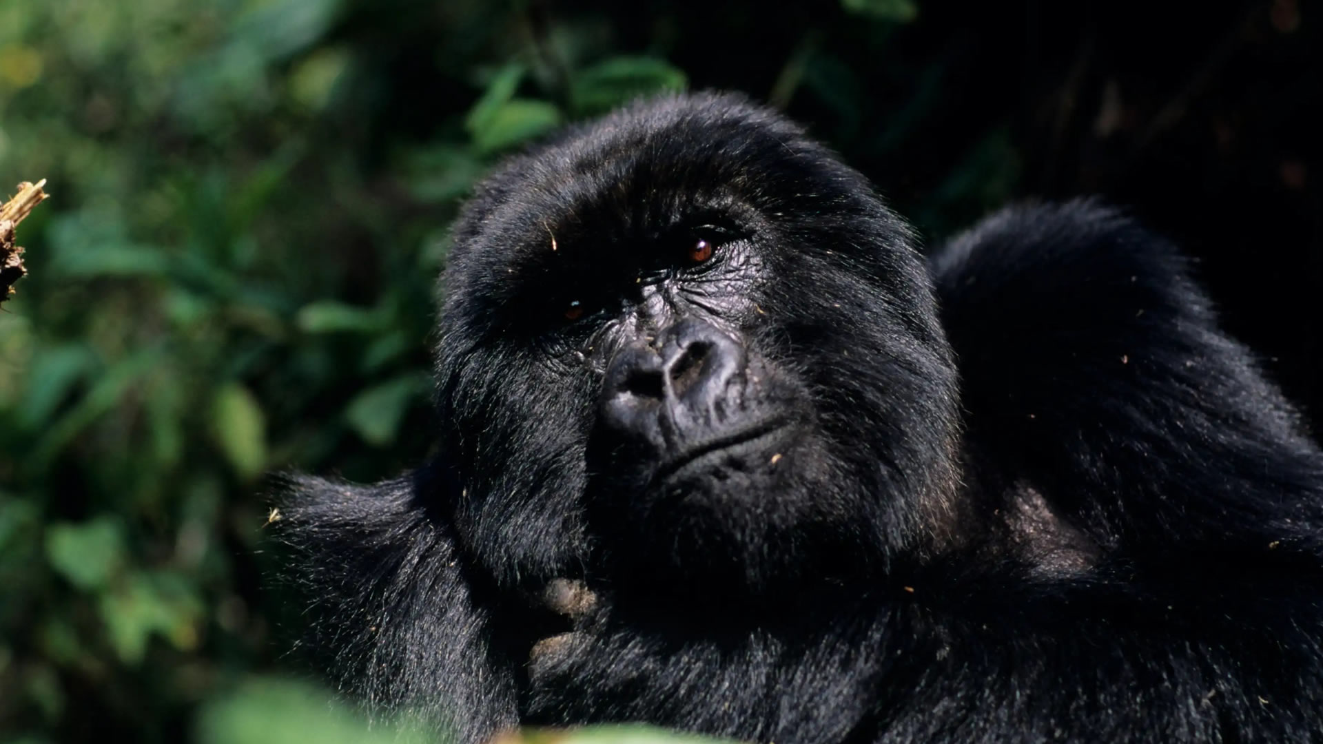 Volcanoes National Park Volcanoes National Park