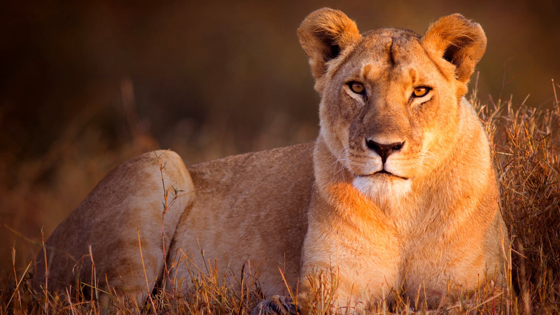 12 Days Bigtime Safari Experience 