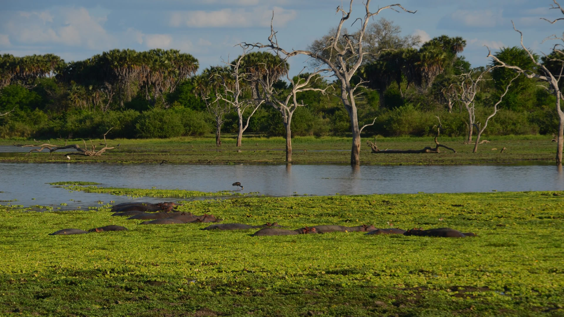 6 Days Tanzania Southern Safari Exprience 