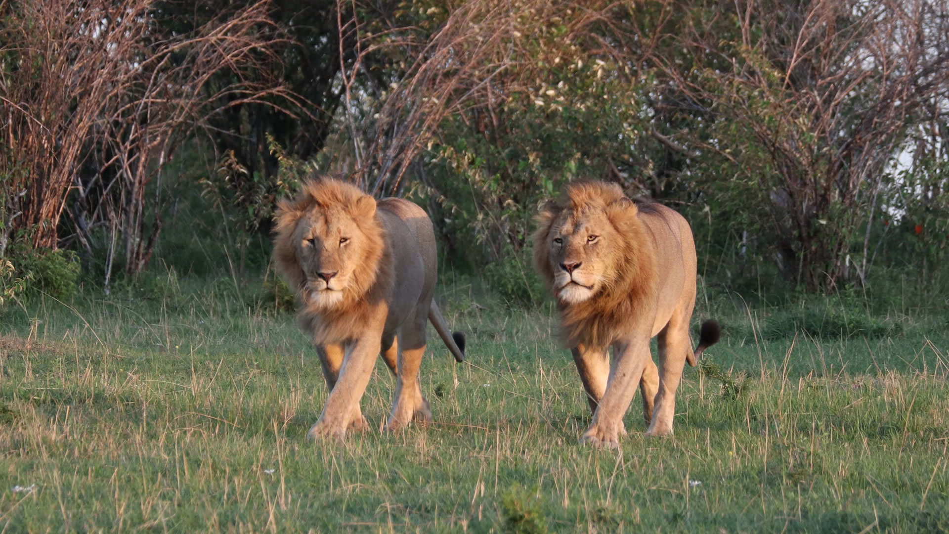 Wildlife Safari Packages