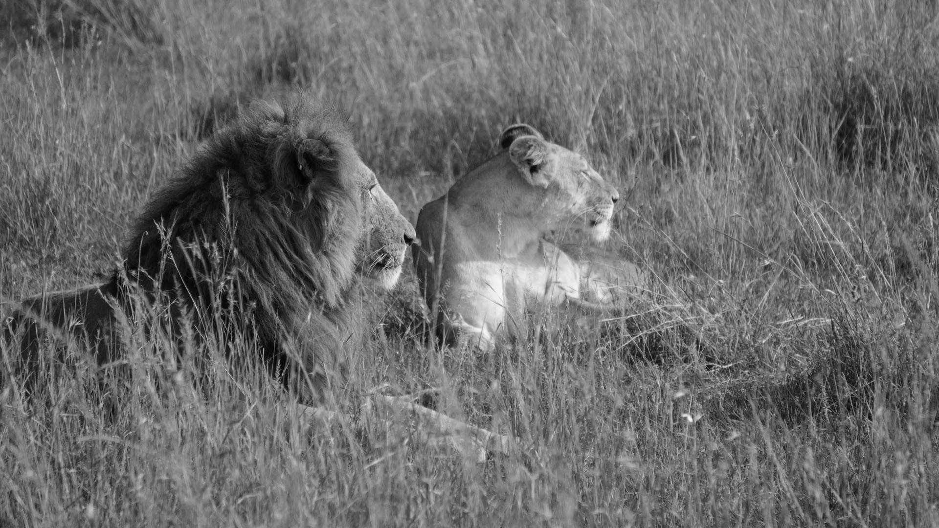 Why Viagens Africa Safaris